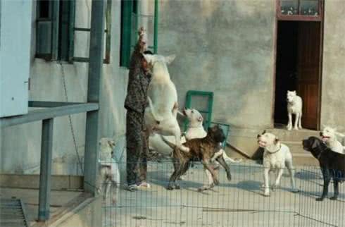 杜高幼犬怎样训练打猎?带杜高犬打猎时的注意事项