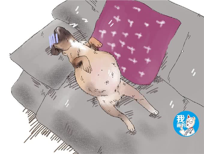 狗狗腹部异常的大，只是吃饱了撑的?铲屎官要注意可能是犬腹水