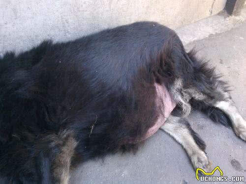 狗狗腹部异常的大,只是吃饱了撑的?铲屎官要注意可能是犬腹水