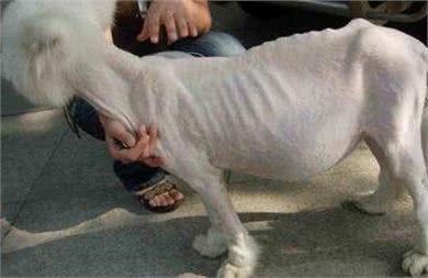 狗狗腹部异常的大,只是吃饱了撑的?铲屎官要注意可能是犬腹水