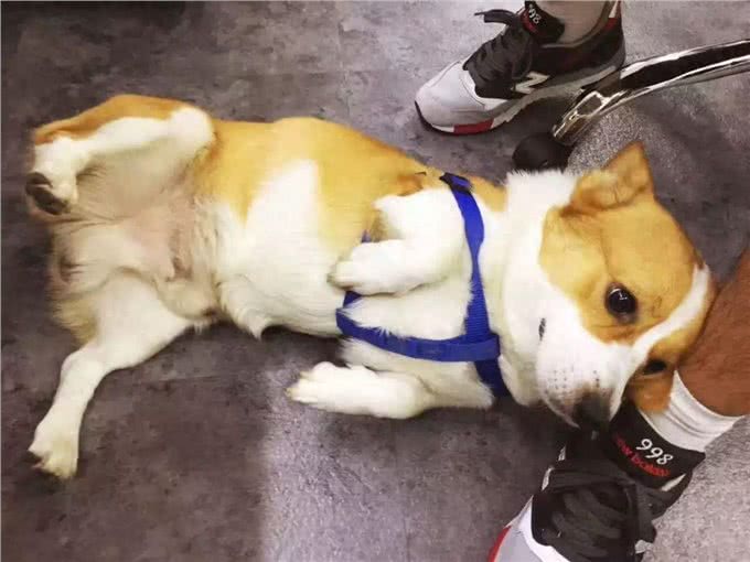 母狗的7个缺点，怪不得养过的人，都想换狗