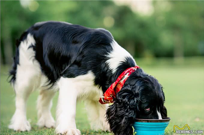 母狗的7个缺点，怪不得养过的人，都想换狗