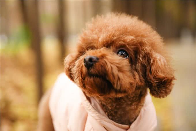 母狗的7个缺点，怪不得养过的人，都想换狗