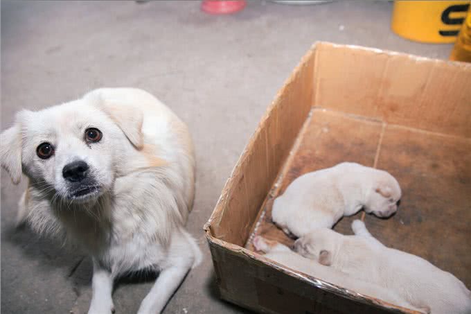 母狗的7个缺点，怪不得养过的人，都想换狗