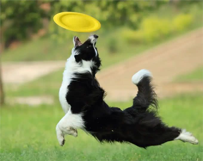 母狗的7个缺点，怪不得养过的人，都想换狗