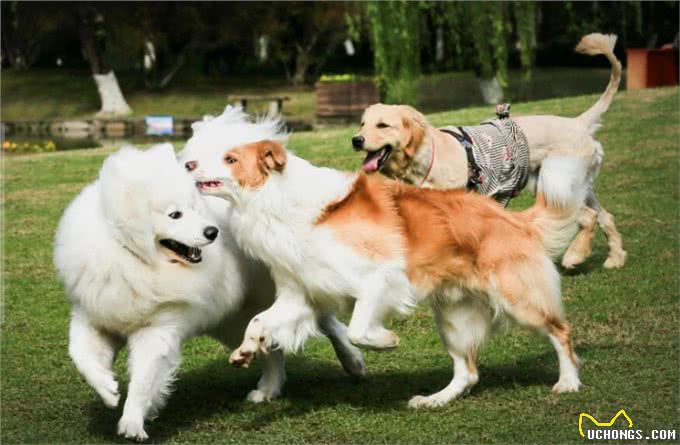 母狗的7个缺点,怪不得养过的人,都想换狗