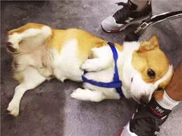 母狗的7个缺点，怪不得养过的人，都想换狗