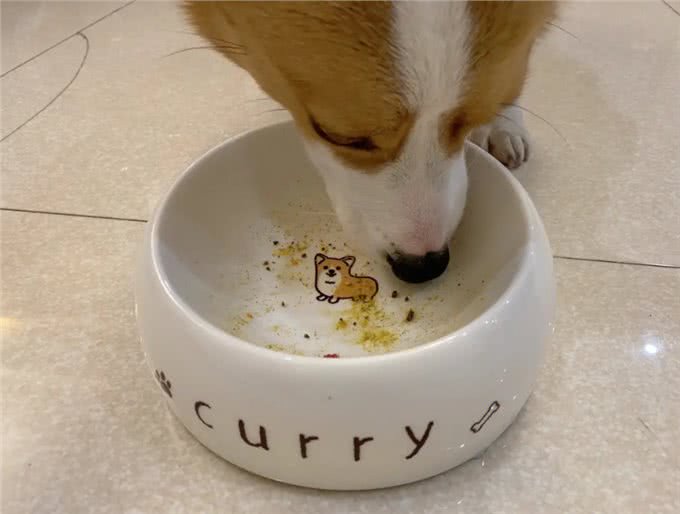 狗狗总把食物叼出碗外?别急着怪它，其实是想告诉你这几件事!