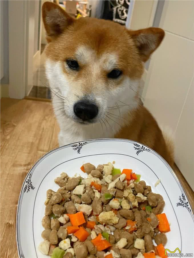 狗狗总把食物叼出碗外?别急着怪它，其实是想告诉你这几件事!