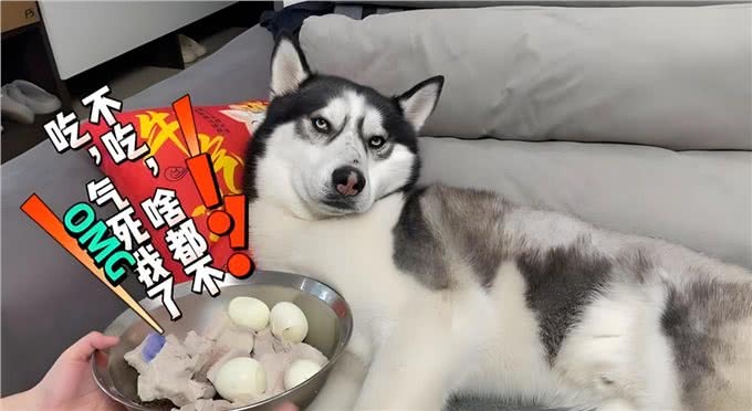狗狗总把食物叼出碗外?别急着怪它，其实是想告诉你这几件事!