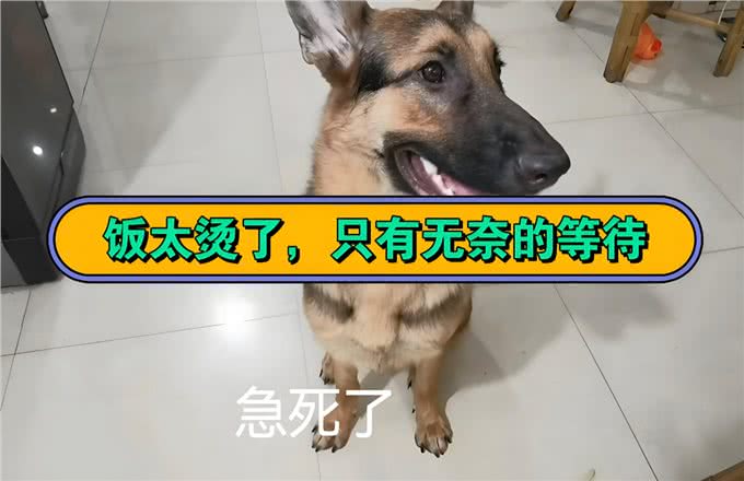 狗狗总把食物叼出碗外?别急着怪它，其实是想告诉你这几件事!