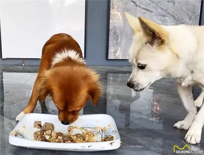 狗狗总把食物叼出碗外?别急着怪它，其实是想告诉你这几件事!