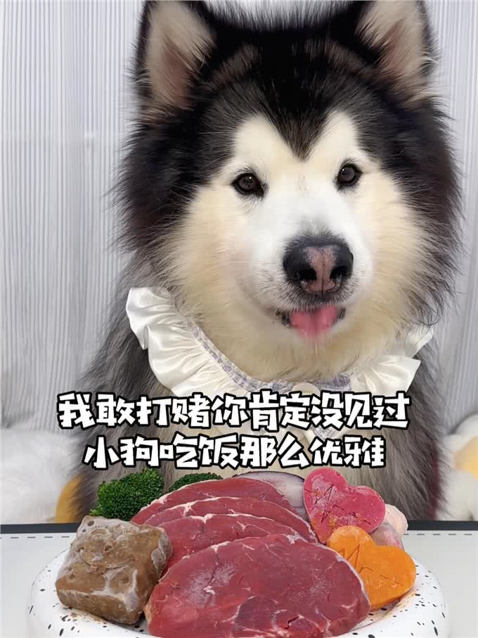 狗狗总把食物叼出碗外?别急着怪它，其实是想告诉你这几件事!
