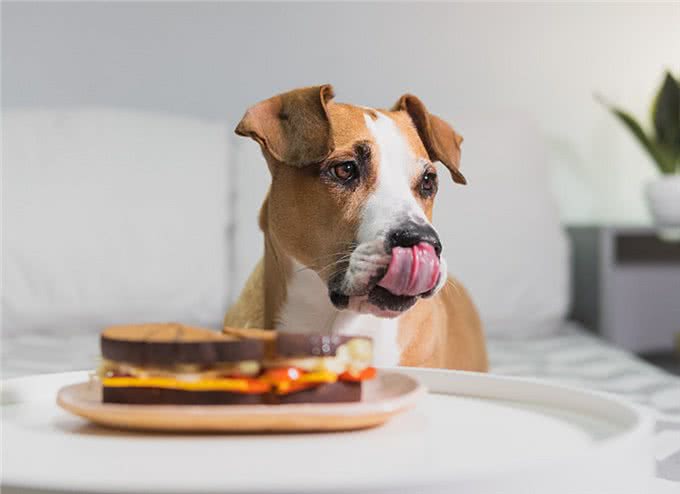 狗狗总把食物叼出碗外?别急着怪它，其实是想告诉你这几件事!