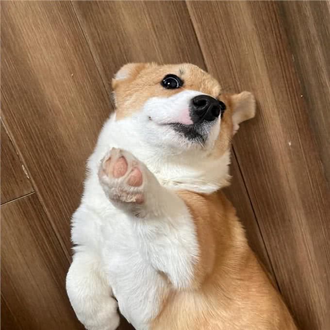 养柯基的6大误区,你知道吗?快来看看