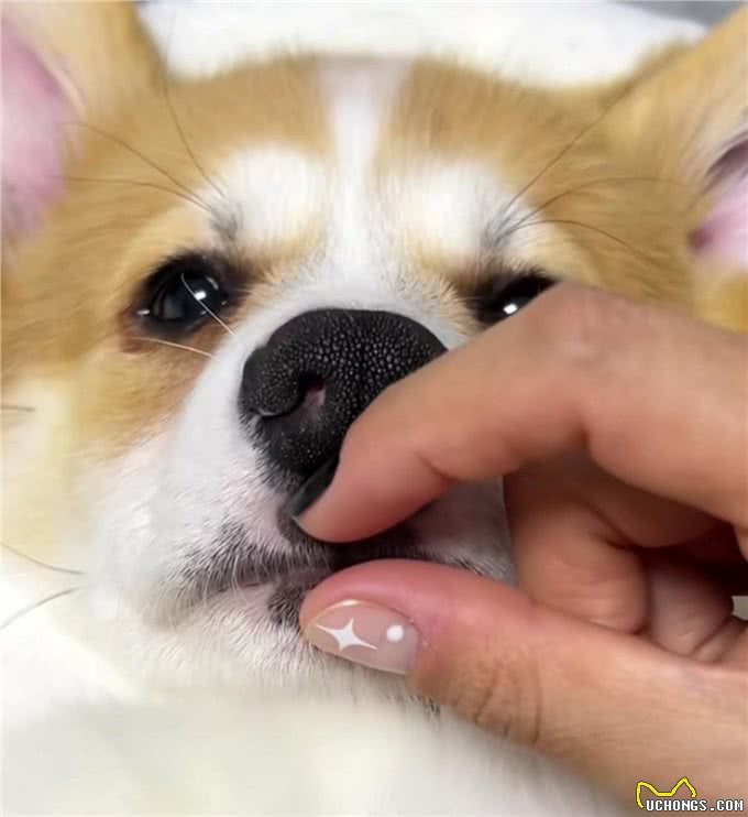 养柯基的6大误区,你知道吗?快来看看