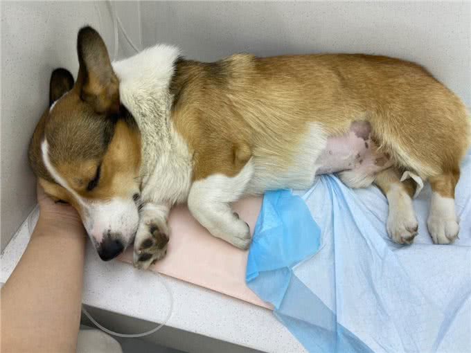 养柯基的6大误区,你知道吗?快来看看