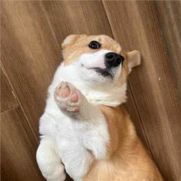 养柯基的6大误区，你知道吗?快来看看