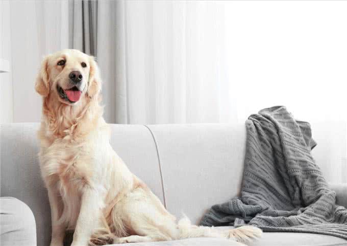 要是想养金毛犬，那它这几个问题，就得接受