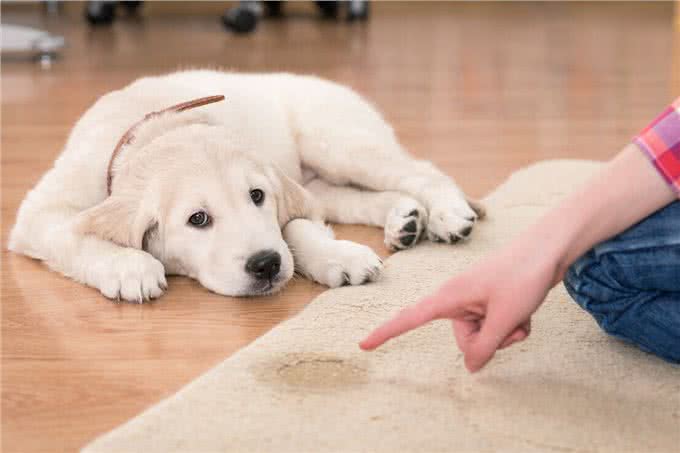 要是想养金毛犬，那它这几个问题，就得接受