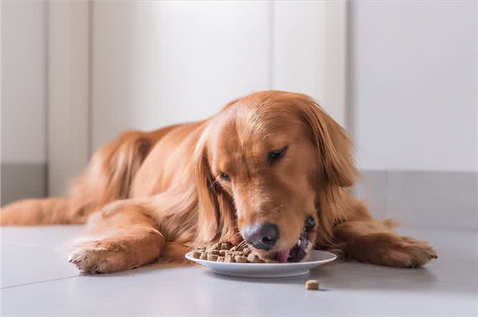 要是想养金毛犬，那它这几个问题，就得接受