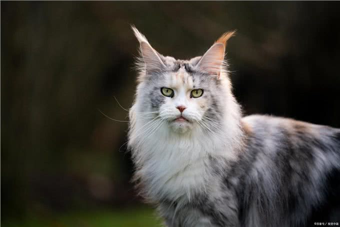 探秘挪威森林猫：迷人外貌、独特历史和温和性格
