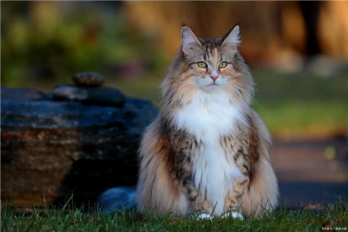 探秘挪威森林猫：迷人外貌、独特历史和温和性格