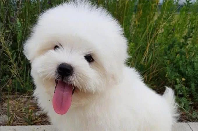 新手该如何养狗，教你这几招