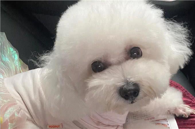 新手该如何养狗，教你这几招