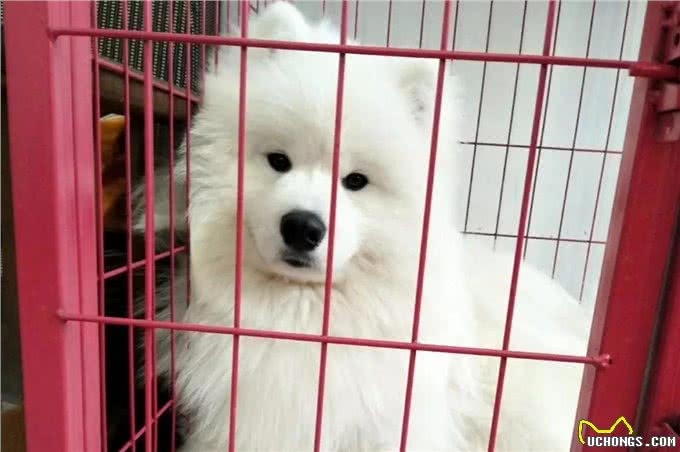 新手该如何养狗，教你这几招