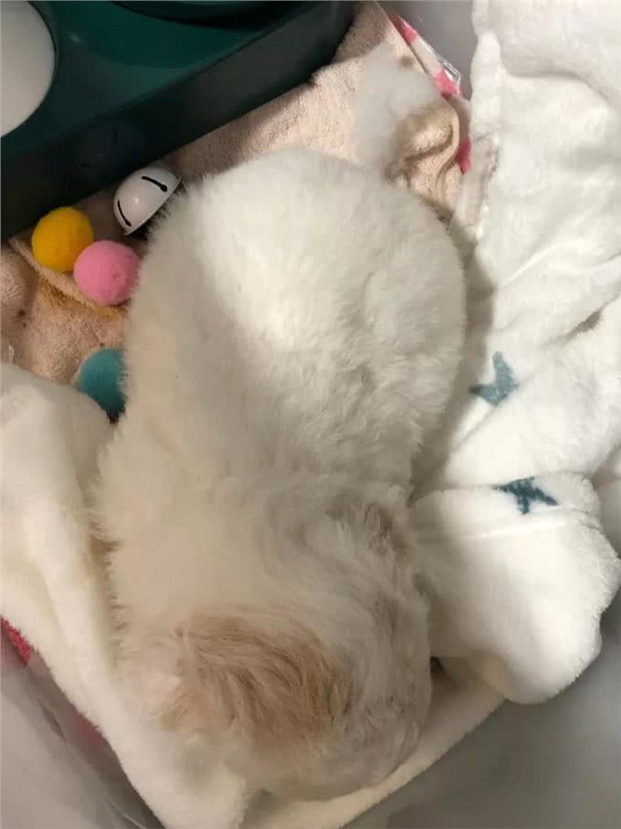 新手该如何养狗，教你这几招