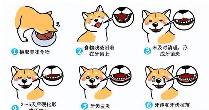 财猫双犬狗狗刷牙全攻略:让爱宠拥有健康口腔，主人们学起来