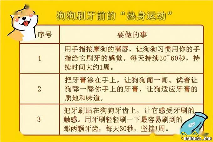 财猫双犬狗狗刷牙全攻略:让爱宠拥有健康口腔，主人们学起来