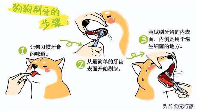 财猫双犬狗狗刷牙全攻略:让爱宠拥有健康口腔，主人们学起来