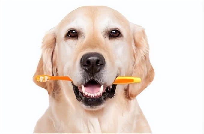 财猫双犬狗狗刷牙全攻略:让爱宠拥有健康口腔，主人们学起来