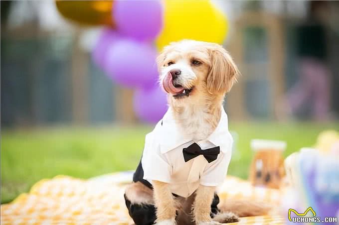 财猫双犬狗狗刷牙全攻略:让爱宠拥有健康口腔，主人们学起来
