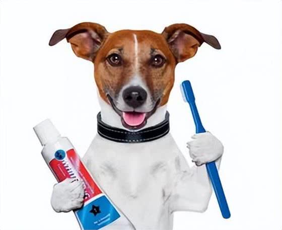 财猫双犬狗狗刷牙全攻略:让爱宠拥有健康口腔，主人们学起来