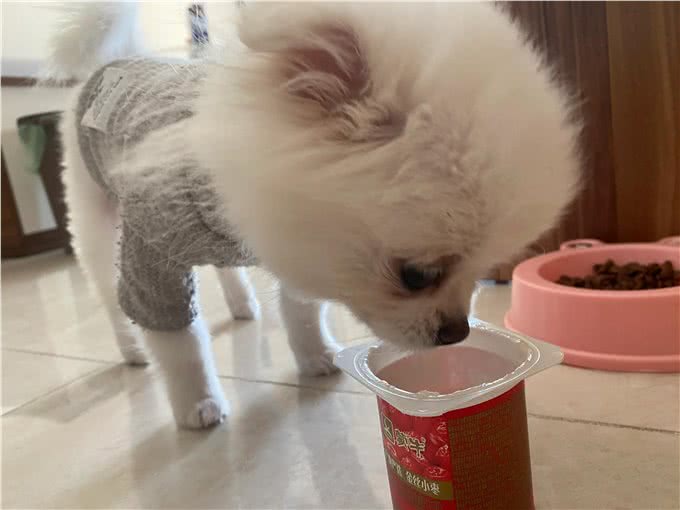 博美吃什么食物好?