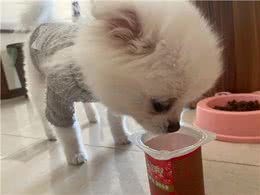 博美吃什么食物好?