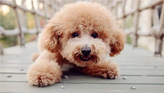 想要养贵宾犬?它们的优缺点你能接受几个呢
