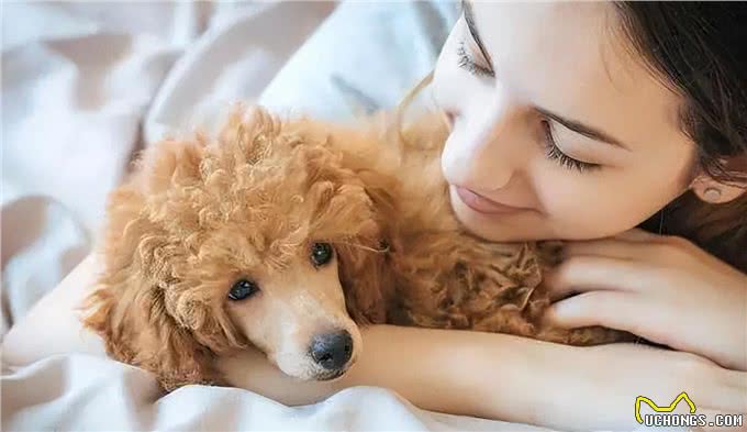 想要养贵宾犬?它们的优缺点你能接受几个呢