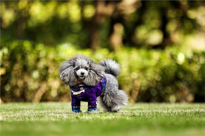 想要养贵宾犬?它们的优缺点你能接受几个呢