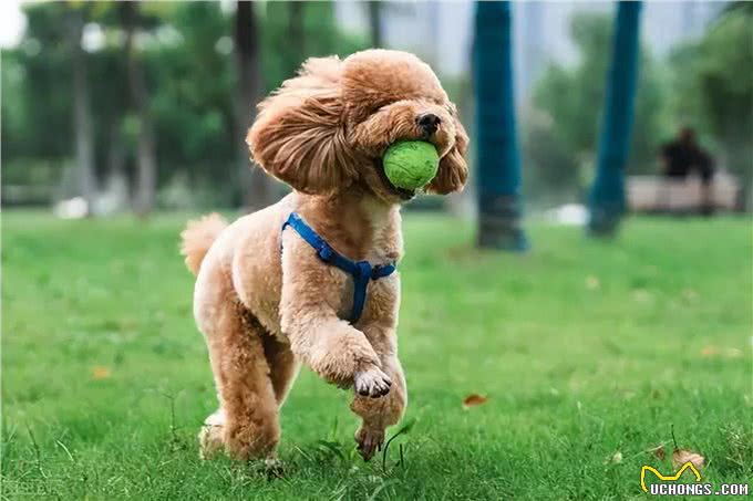 想要养贵宾犬?它们的优缺点你能接受几个呢