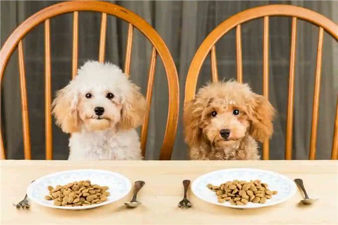 想要养贵宾犬?它们的优缺点你能接受几个呢