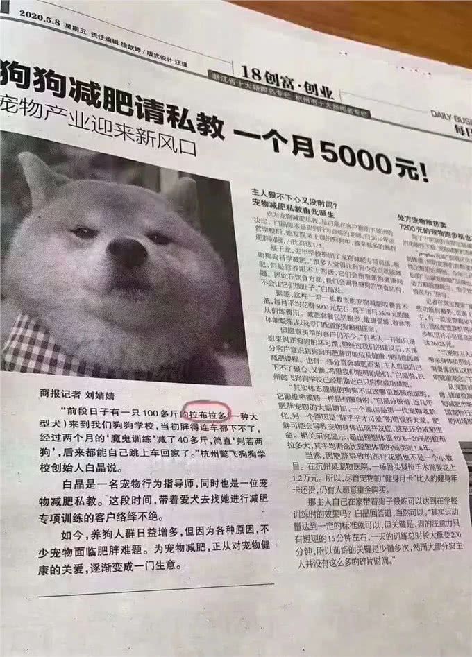 给狗狗减肥月花3000?教你如何省时省力在家帮助狗狗减肥