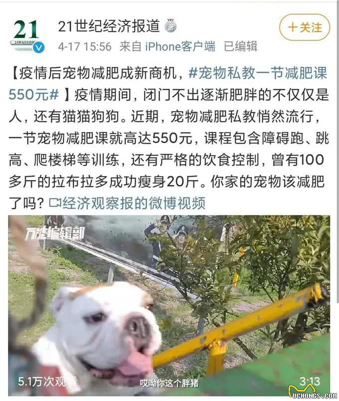 给狗狗减肥月花3000?教你如何省时省力在家帮助狗狗减肥