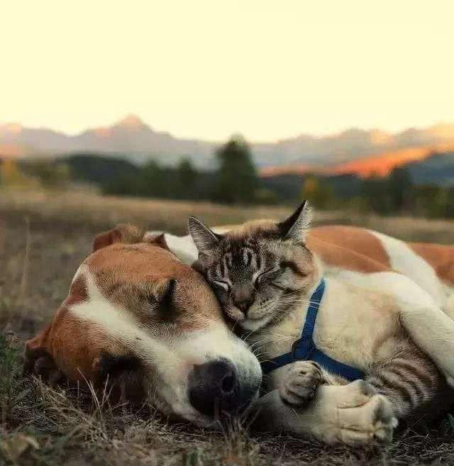 想让猫狗一辈子都记得你吗?那你需要运用猫咪和狗狗的联想记忆