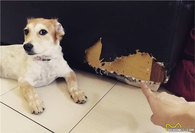 想让猫狗一辈子都记得你吗?那你需要运用猫咪和狗狗的联想记忆