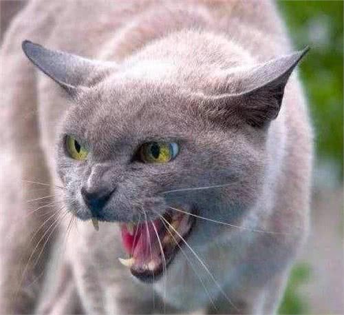 想让猫狗一辈子都记得你吗?那你需要运用猫咪和狗狗的联想记忆