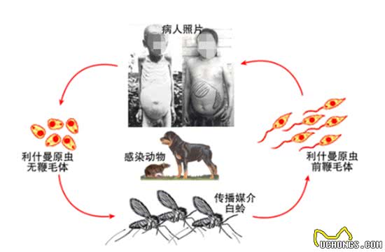 癞皮狗和黑热病的关系，您知道吗?